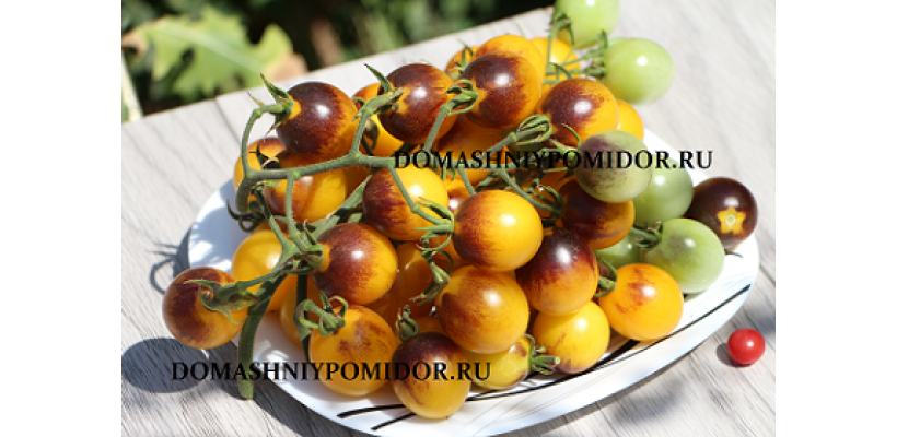Индиго Кумкват ( Indigo Kumquat, США)